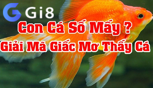 Mơ thấy con cá số mấy