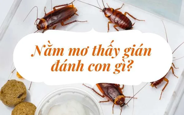 Ý nghĩa cụ thể từng giấc mơ về con gián