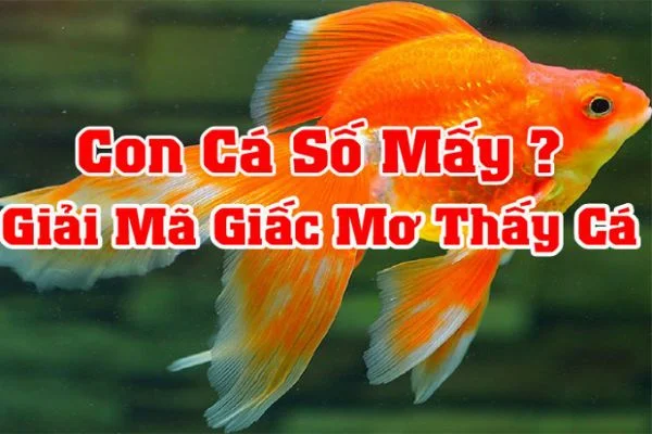 Tìm hiểu về số đề con cá