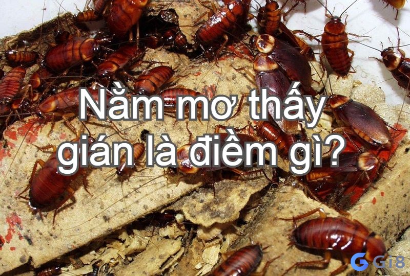 Theo tâm linh thì con gián là số mấy trong lô đề?