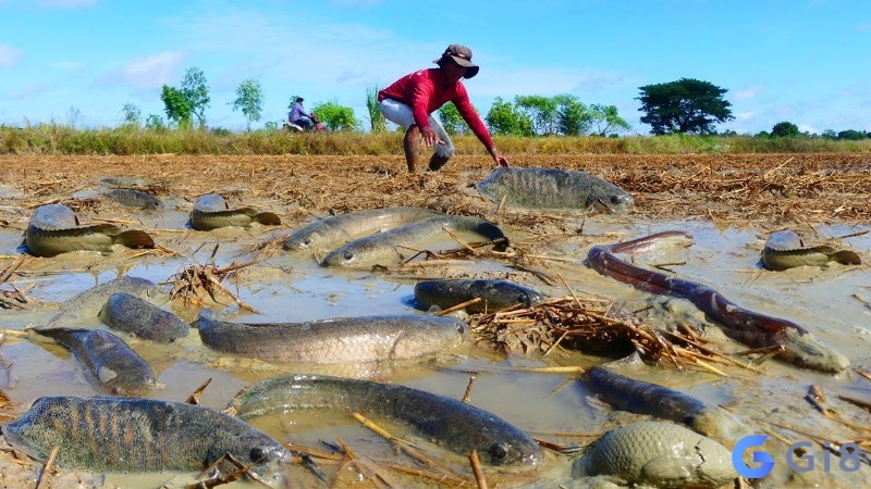 Mơ bắt nhiều cá to là dấu hiệu cho thành tựu và thành công đáng kinh ngạc trong cuộc sống.