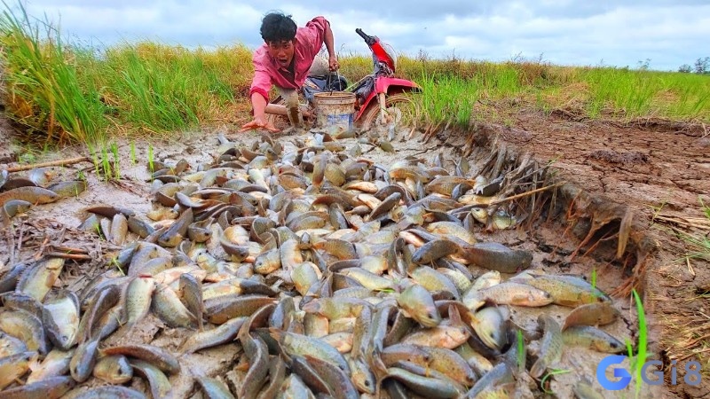 Mơ bắt nhiều cá bằng tay biểu thị cho sự cần cù, kiên nhẫn và khéo léo trong việc đạt được mục tiêu.