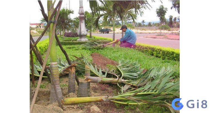 Mơ thấy cây cau bị chặt chỉ ra bạn là người dứt khoát và mạnh mẽ, không bao giờ bỏ cuộc